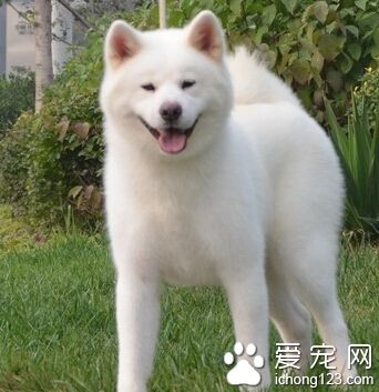 秋田犬厲害嗎 它聰明好學感情豐富
