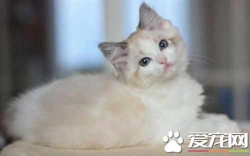 金吉拉和布偶貓配種可以嗎 布偶貓和金吉拉配種要慎重