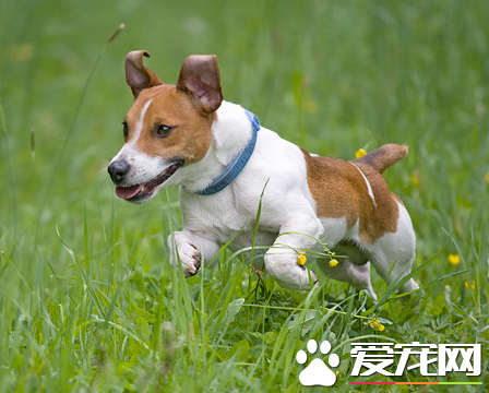 杰克羅素梗傻嗎 是世界上比較聰慧的犬類