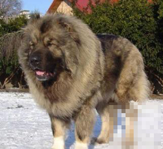 高加索犬性格怎么樣 是很好的守門犬
