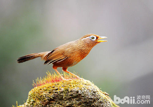 畫眉<a href=/zhonglei/niao/ target=_blank class=infotextkey>鳥</a>喂養不可缺少的三種食物