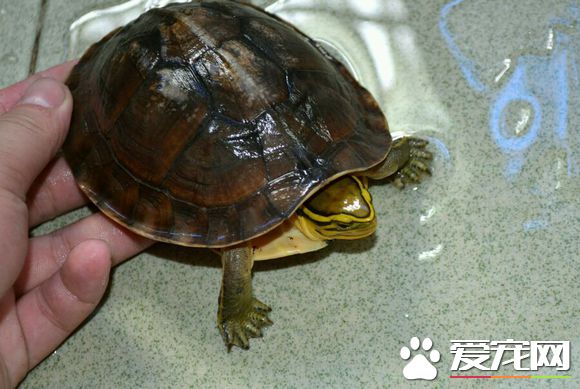 安布閉殼龜冬天怎么辦 安布閉殼龜過冬的方式