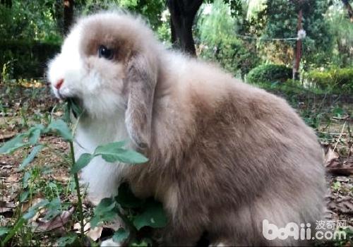 垂耳<a href=/zhonglei/chongwutu/ target=_blank class=infotextkey>兔</a>怎么養？垂耳兔飼養注意事項