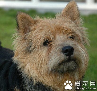 羅威士梗的壽命 最長的壽命能夠活15年