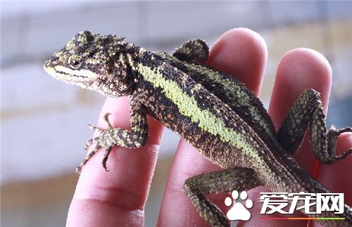 麗紋龍蜥怎么樣 性格較活躍適應能力強