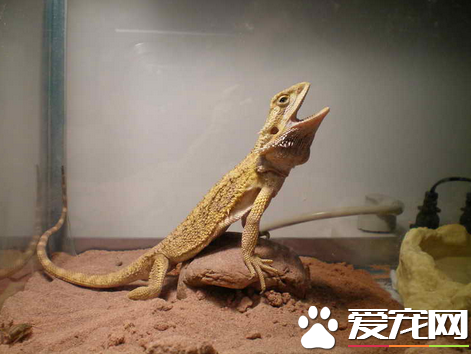 蜥蜴屬于什么動物 蜥蜴是冷血爬行類的動物