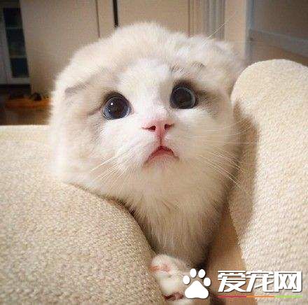 布偶貓打嗝怎么回事 治療布偶貓打嗝很簡單
