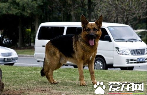 德國牧羊犬多大養合適 生產后30至第40天左右