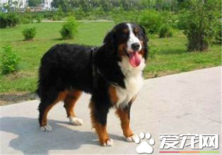 純種伯恩山犬標準 雄性標準肩高24到28英寸