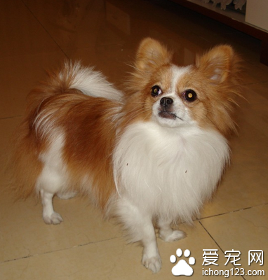 小型犬哪種最聰明 根據自己的需要選擇