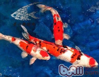 選購錦鯉應該注意哪些問題 