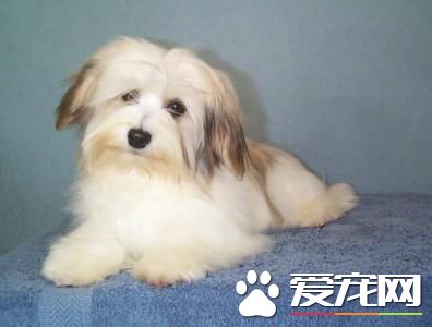 哈威那犬吃什么 肉類是必須的能提供骨骼生長