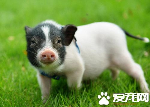 小香豬的壽命 小香豬的壽命是10-25年