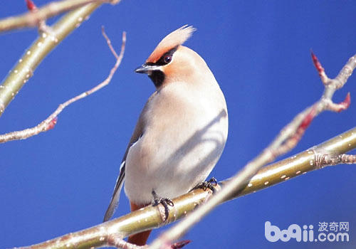 <a href=/zhonglei/niao/ target=_blank class=infotextkey>鳥</a>嘴與其食性有什么關系
