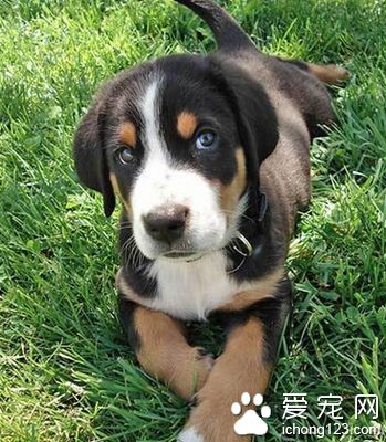 大瑞士山地犬的性格 反應快捷的工作犬