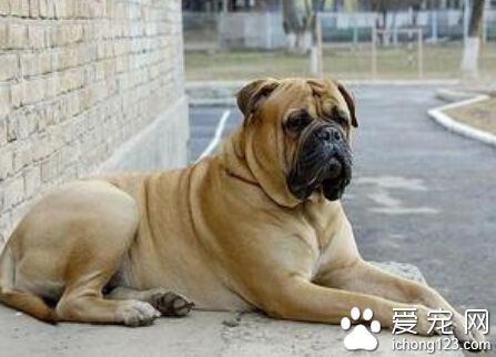 斗牛馬士提夫犬的特點 它特別喜歡跑步