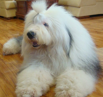 古代牧羊犬聰明嗎 是一種優良的伴侶犬