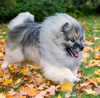 荷蘭毛獅犬聰明嗎 智商排名第十六位