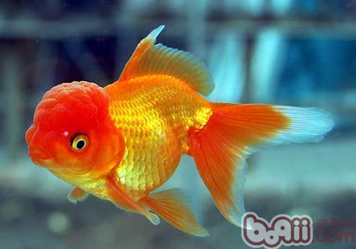 教你如何辨別金<a href=/zhonglei/fish/ target=_blank class=infotextkey>魚</a>的雌雄 