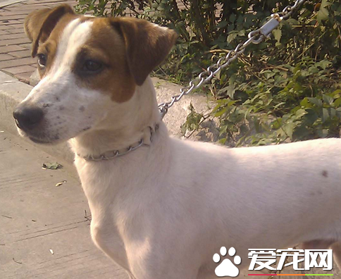 杰克羅素梗咬人嗎 怎么訓練杰克羅素梗不咬人