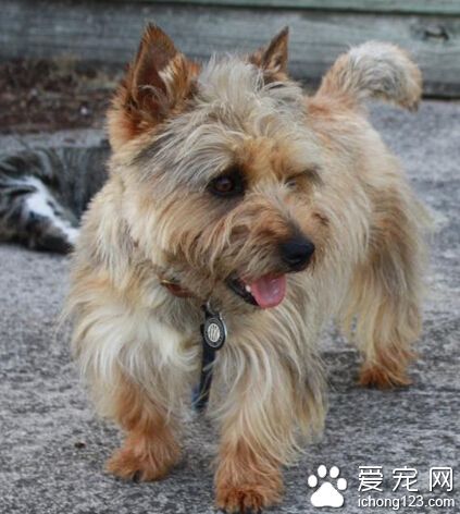 凱安梗的特點 一種會有些吵鬧的小型犬