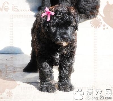 法蘭德斯畜牧犬的性格 性格非常溫順