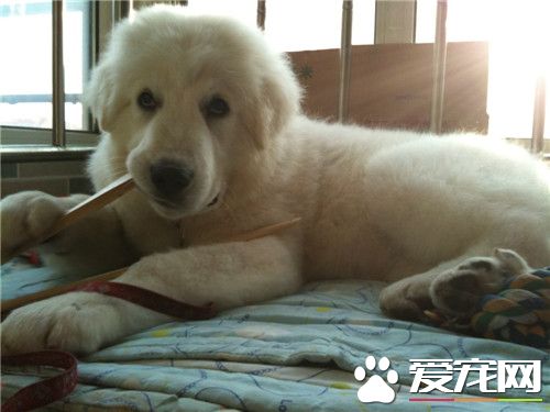 大白熊犬起什么名字 可以起個簡單上口的名字