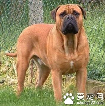 斗牛馬士提夫犬的形態特征 體型比較健壯