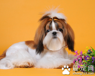 西施犬能長多大 該犬體型比較小
