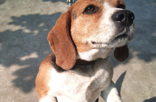 比格犬能長多大 小型<a href=/zhonglei/gou/ target=_blank class=infotextkey>狗</a>狗的代表