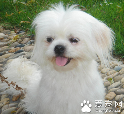 西施犬聰明嗎 該犬特別愛爭寵