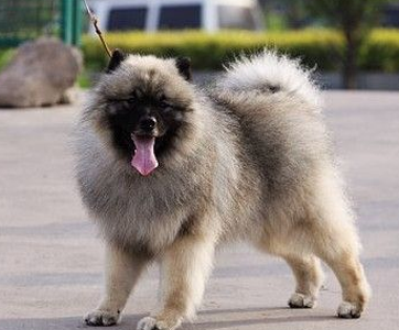 荷蘭毛獅犬的性格 該犬性情很開朗