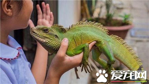 綠鬣蜥喜歡吃什么 綠鬣蜥喜歡吃高鈣綠色植物