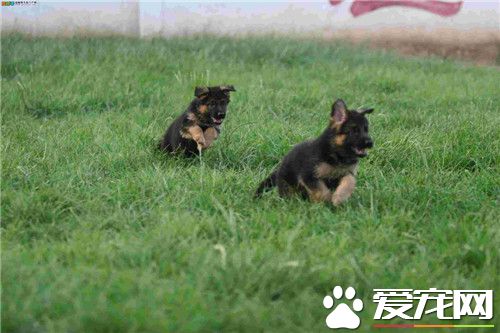 德國牧羊犬多大養合適 生產后30至第40天左右