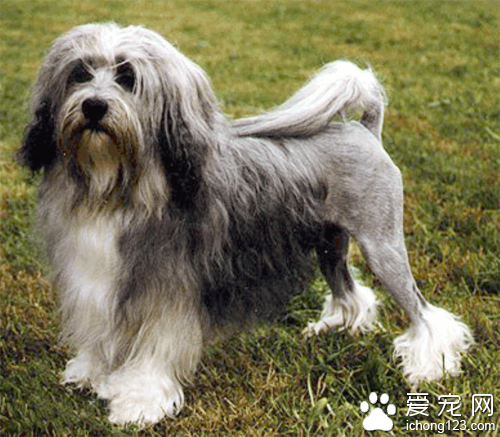 羅秦犬怎么選  形態特征要熟悉