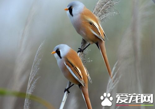 文須雀吃什么 文須雀的食物主要為昆蟲