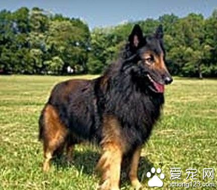  比利時坦比連犬哪里賣 它聰明姿態高雅