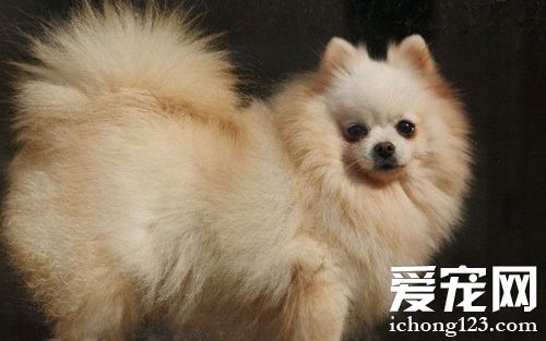 博美犬有白色的嗎 具備天真活潑的性格特征