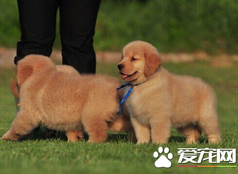 金毛尋回犬好養嗎 金毛尋回犬還是比較好養的