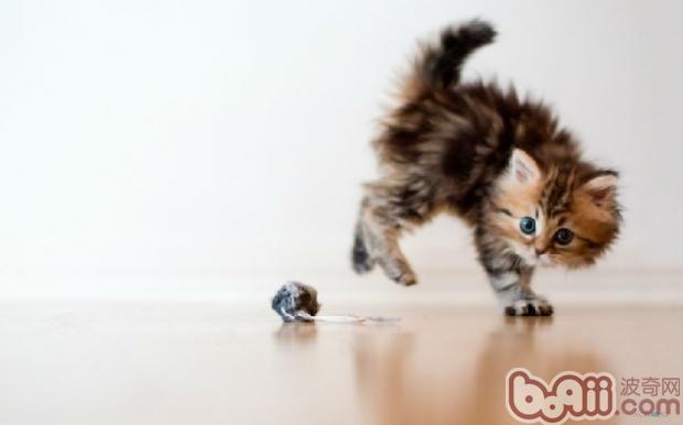 好主人養成：給<a href=/zhonglei/mao/ target=_blank class=infotextkey>貓</a>咪一個舒適的環境