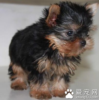 約克夏聰明嗎 它們的學習能力比較強