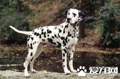 大麥町犬最擅長什么 大麥町犬具有極大的耐力