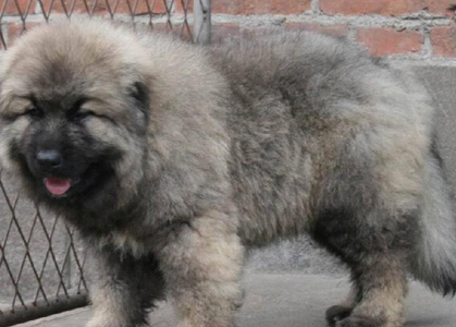 高加索犬的智商 智商高非常聰明