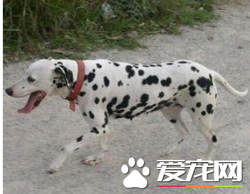 大麥町犬飼養 飼養大麥町犬絕對不能做的事