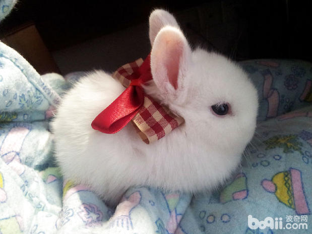 寵物兔的飼養與疾病預防
