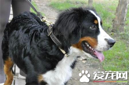 純種伯恩山犬標準 雄性標準肩高24到28英寸