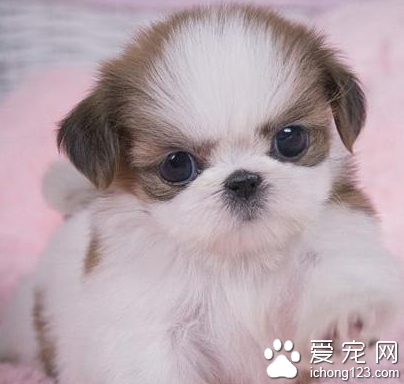 西施犬的性格 該犬與人比較親近