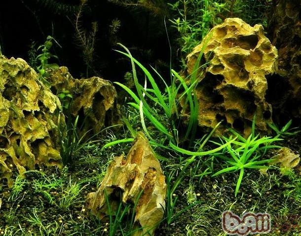 水草造景階段哪幾個誤區需要避免