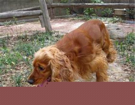 成年英國可卡犬長度 公犬高40到43厘米