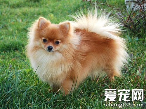博美犬的智商 幾個簡單的測試方法